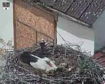 Capi_Dubne_20250524_131502.jpg