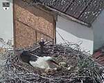 Capi_Dubne_20250524_132002.jpg