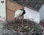 Capi_Dubne_20250524_133002.jpg