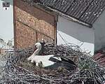Capi_Dubne_20250524_134502.jpg