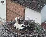 Capi_Dubne_20250524_135004.jpg
