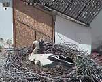 Capi_Dubne_20250524_140502.jpg
