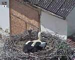 Capi_Dubne_20250524_142502.jpg
