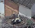 Capi_Dubne_20250524_143004.jpg