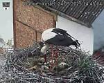 Capi_Dubne_20250524_144504.jpg