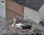 Capi_Dubne_20250524_165502.jpg