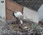 Capi_Dubne_20250524_170003.jpg