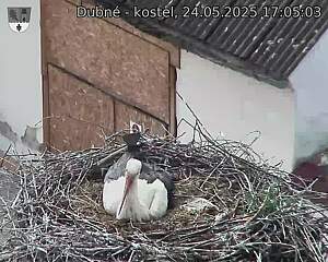 Capi_Dubne_20250524_170503.jpg (1350 x 1080)