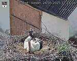 Capi_Dubne_20250524_171504.jpg