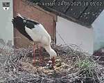 Capi_Dubne_20250524_180502.jpg