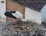 Capi_Dubne_20250524_181004.jpg