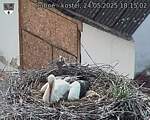 Capi_Dubne_20250524_181502.jpg
