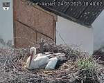 Capi_Dubne_20250524_184003.jpg