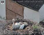 Capi_Dubne_20250524_184502.jpg