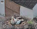 Capi_Dubne_20250524_185004.jpg