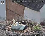 Capi_Dubne_20250524_190002.jpg