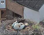 Capi_Dubne_20250524_191503.jpg