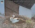 Capi_Dubne_20250524_195502.jpg