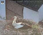 Capi_Dubne_20250524_200003.jpg