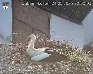 Capi_Dubne_20250524_200003.jpg (1350 x 1080)