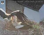 Capi_Dubne_20250524_200502.jpg