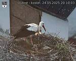 Capi_Dubne_20250524_201003.jpg