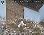 Capi_Dubne_20250524_201502.jpg