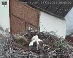 Capi_Dubne_20250524_204502.jpg