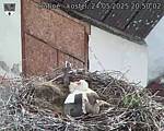 Capi_Dubne_20250524_205002.jpg