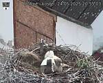 Capi_Dubne_20250524_205503.jpg