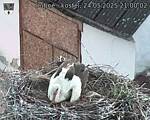 Capi_Dubne_20250524_210002.jpg