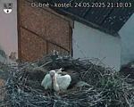 Capi_Dubne_20250524_211003.jpg
