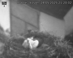 Capi_Dubne_20250524_212002.jpg (1350 x 1080)