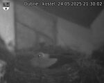 Capi_Dubne_20250524_213002.jpg