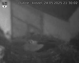 Capi_Dubne_20250524_213002.jpg (1350 x 1080)
