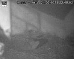 Capi_Dubne_20250524_224003.jpg