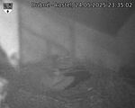 Capi_Dubne_20250524_233502.jpg