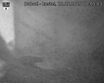 Capi_Dubne_20250525_000503.jpg