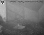 Capi_Dubne_20250525_041503.jpg