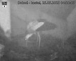 Capi_Dubne_20250525_042003.jpg