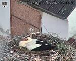 Capi_Dubne_20250525_050002.jpg