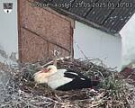 Capi_Dubne_20250525_051003.jpg