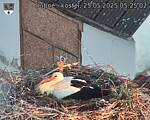 Capi_Dubne_20250525_052502.jpg