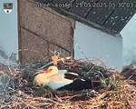 Capi_Dubne_20250525_053003.jpg