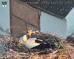 Capi_Dubne_20250525_053503.jpg