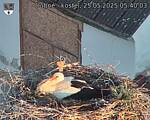 Capi_Dubne_20250525_054003.jpg