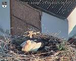 Capi_Dubne_20250525_060003.jpg