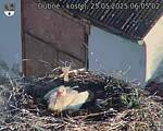 Capi_Dubne_20250525_060502.jpg