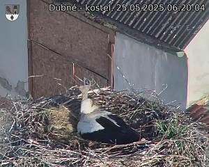 Capi_Dubne_20250525_062004.jpg (1350 x 1080)