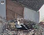 Capi_Dubne_20250525_063003.jpg